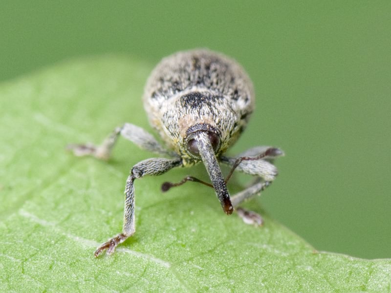 Sibinia viscariae (Linnaeus, 1761)